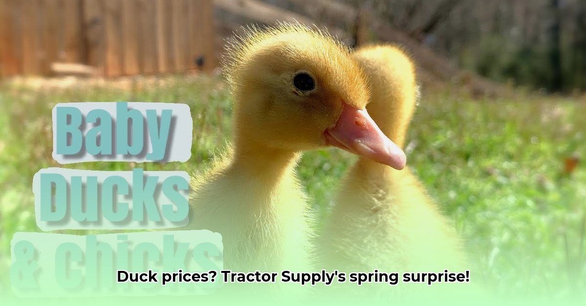 how-much-are-ducks-at-tractor-supply